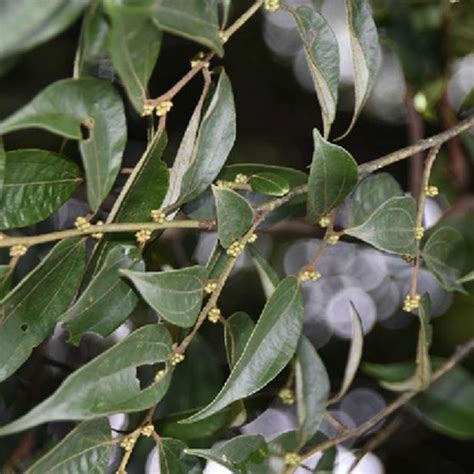 山辛|山胡椒（樟科山胡椒属植物）